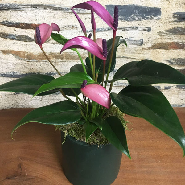 Plantes-Anthurium-et-Pot-Althea-Fleurs