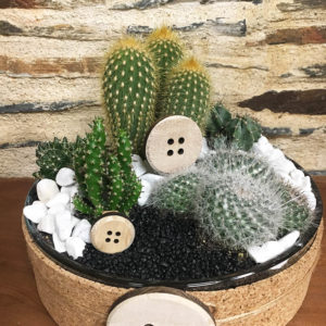 Plantes-Composition-Cactus-Althea-Fleurs