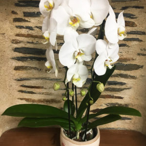 Plantes-Orchidées-Blanches-et-Pot-Althea-Fleurs